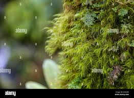 Attēlu rezultāti vaicājumam “Paraleucobryum longifolium”