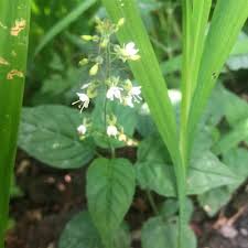 Attēlu rezultāti vaicājumam “Circaea lutetiana flower”