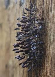 Attēlu rezultāti vaicājumam “Comatricha fragilis”