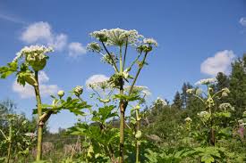 Attēlu rezultāti vaicājumam “Heracleum sosnowskyi flower”