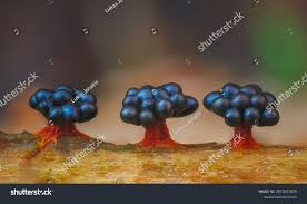 Attēlu rezultāti vaicājumam “Metatrichia vesparia”