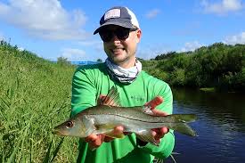 Image result for Centropomus parallelus