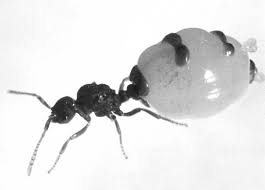 Attēlu rezultāti vaicājumam “Anthrenus sp. imago”