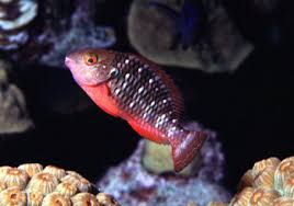 Image result for Sparisoma viride