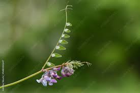 Attēlu rezultāti vaicājumam “Vicia sepium flower”
