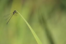 Attēlu rezultāti vaicājumam “Lestes sponsa”