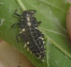 Attēlu rezultāti vaicājumam “Calvia quatuordecimguttata”