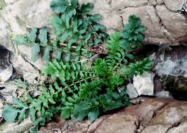 Attēlu rezultāti vaicājumam “Raphanus raphanistrum fruit”