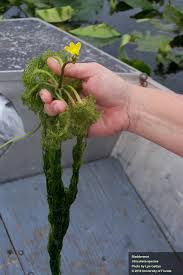 Image result for Utricularia