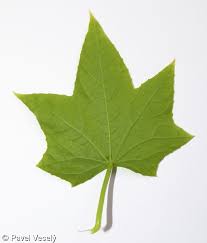 Attēlu rezultāti vaicājumam “Echinocystis lobata leaf”