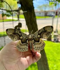 Attēlu rezultāti vaicājumam “Badhamia bethelii”