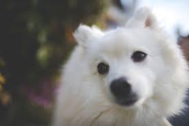 Image result for スピッツ