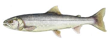 Image result for Salvelinus alpinus oquassa