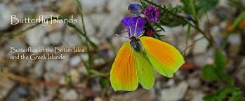 Attēlu rezultāti vaicājumam “Thymelicus lineola underside”