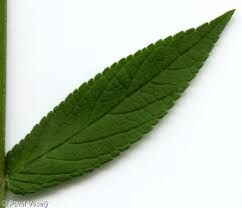 Attēlu rezultāti vaicājumam “Stachys palustris fruit”