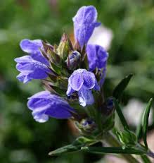 Attēlu rezultāti vaicājumam “Dracocephalum ruyschiana fruit”