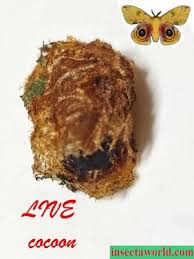 Attēlu rezultāti vaicājumam “Saturnia pavonia cocoon”