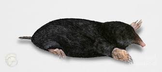 Attēlu rezultāti vaicājumam “Talpa europaea”