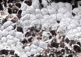 Attēlu rezultāti vaicājumam “Diderma spumarioides”