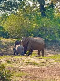 Image result for Яла заповедник