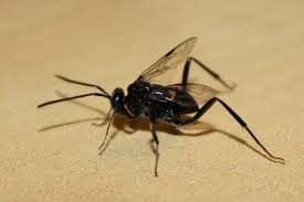 Attēlu rezultāti vaicājumam “Caenolyda reticulata”