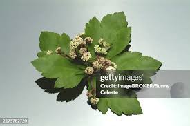 Attēlu rezultāti vaicājumam “Sanicula europaea leaf”