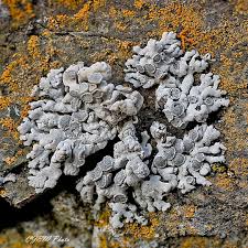 Attēlu rezultāti vaicājumam “Sphagnum riparium”