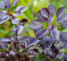 Attēlu rezultāti vaicājumam “Diderma cingulatum young”