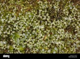 Attēlu rezultāti vaicājumam “Rhizomnium punctatum sporophyte”