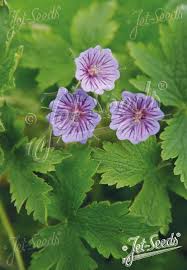 Attēlu rezultāti vaicājumam “Geranium bohemicum”