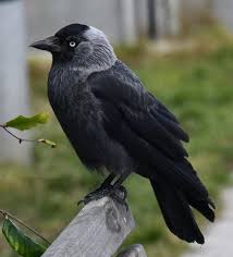 Attēlu rezultāti vaicājumam “Corvus monedula adult”