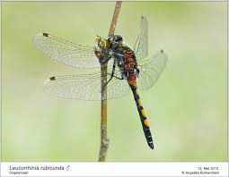 Attēlu rezultāti vaicājumam “Leucorrhinia rubicunda”