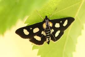 Attēlu rezultāti vaicājumam “Anania funebris”