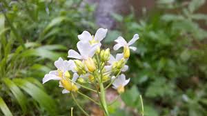 Attēlu rezultāti vaicājumam “Cardaminopsis arenosa flower”