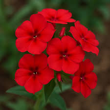 Image result for Phlox drummondii