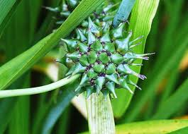 Attēlu rezultāti vaicājumam “Sparganium minimum fruit”