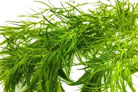 Attēlu rezultāti vaicājumam “Najas major leaf”