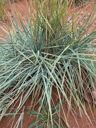 Attēlu rezultāti vaicājumam “Leymus arenarius”