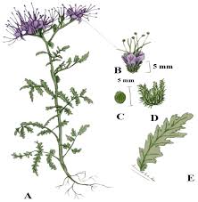 Attēlu rezultāti vaicājumam “Phacelia tanacetifolia leaf”