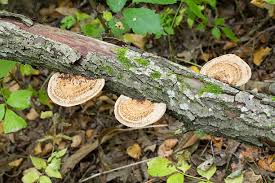 Attēlu rezultāti vaicājumam “Daedaleopsis confragosa”