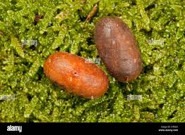 Attēlu rezultāti vaicājumam “Eriogaster lanestris larva”