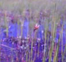 Attēlu rezultāti vaicājumam “Juncus stygius”