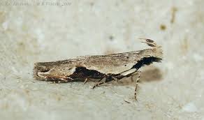 Attēlu rezultāti vaicājumam “Hypatima rhomboidella”