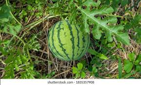 Attēlu rezultāti vaicājumam “Citrullus lanatus”