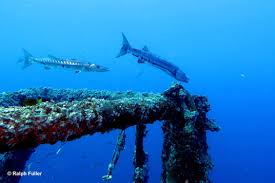 Image result for Dive Barracuda