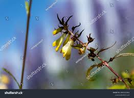 Attēlu rezultāti vaicājumam “Melampyrum pratense bud”