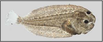 Image result for Solea solea