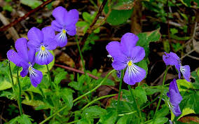 Image result for Hornveilchen