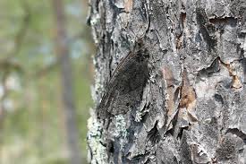 Attēlu rezultāti vaicājumam “Oeneis jutta”