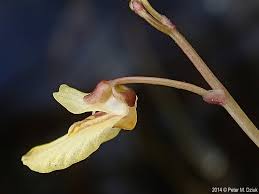 Attēlu rezultāti vaicājumam “Utricularia minor bud”